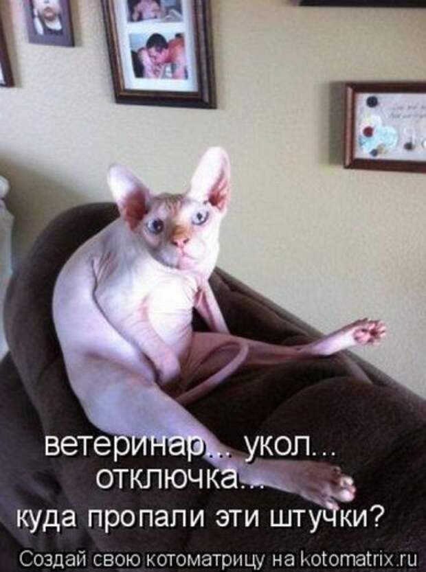 Новая котоматрица за неделю