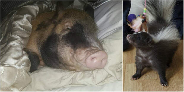 Семья делит постель со свиньей и скунсом