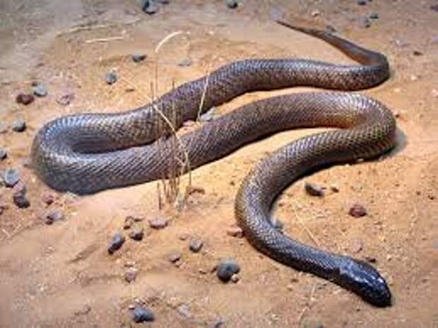 Самые ядовитые змеи мира