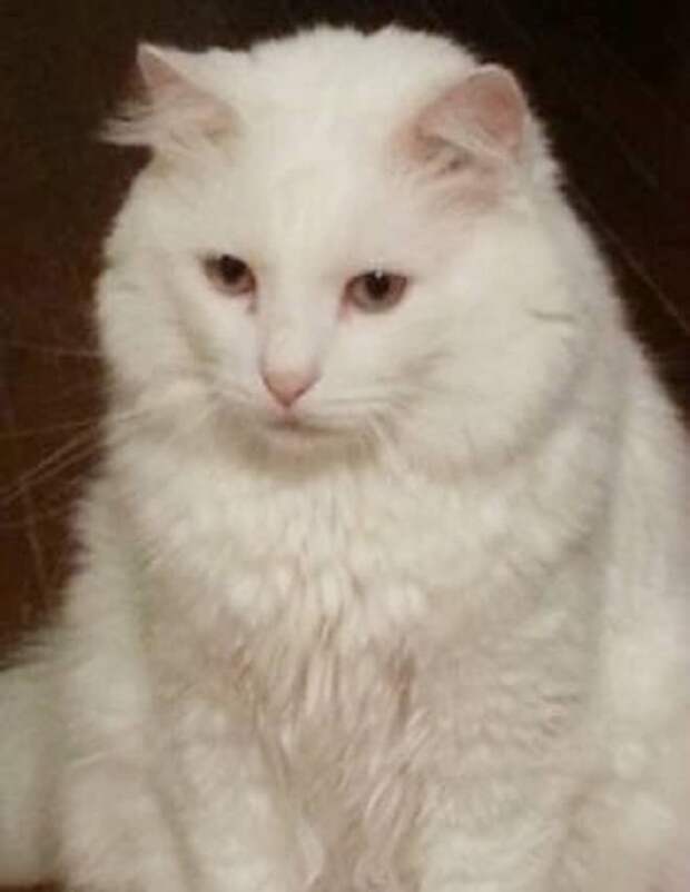 Печальный кот Кот сидит