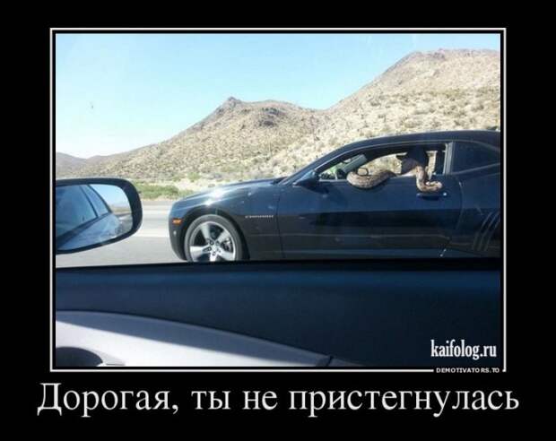 Демотиваторы - 227 (60 картинок)