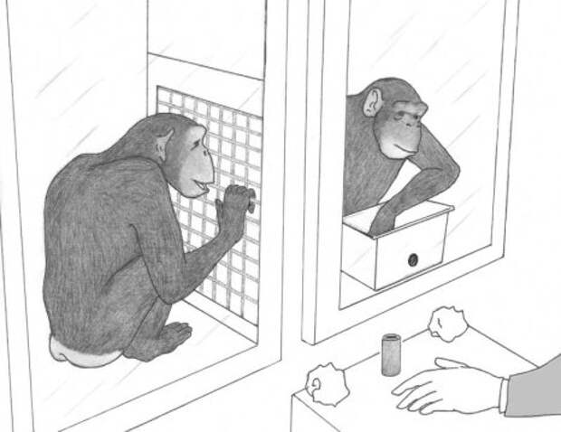 Одно из немногих исследований спонтанной кооперации у шимпанзе