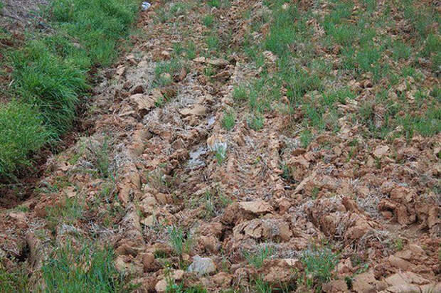 find-hidden-cat-camouflage-hide-and-seek-catouflage-212