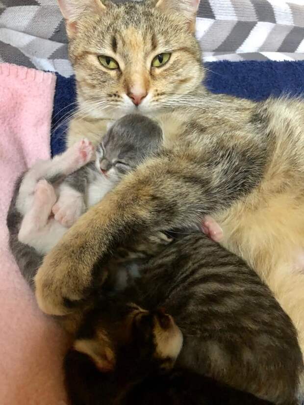 кошка и трое котят