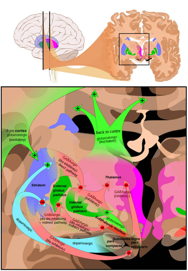 Рис. 2. Схема взаимодействий между крупными структурами мозга