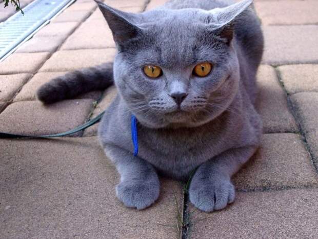 Коты,кошки,котята...