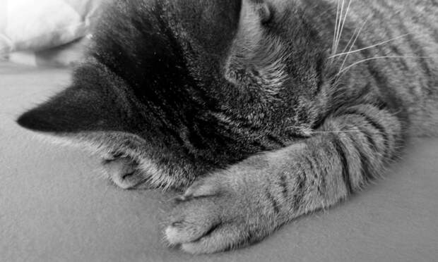 Житель Новодвинска свернул шею своей кошке за то, что она рассыпала таблетки