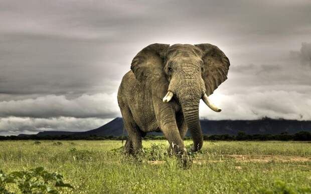 Слон — 100 живнотые, опасность, статистика, фишка