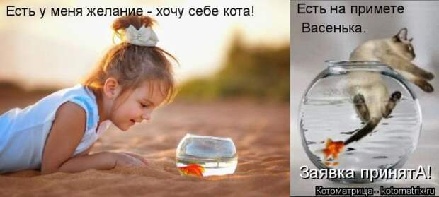 Лучшие котоматрицы недели Лучшие котоматрицы недели