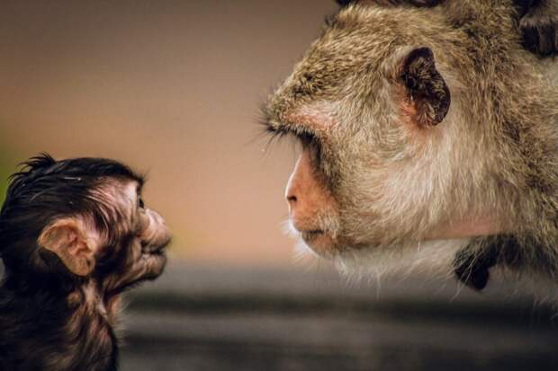 _обезьяна_беременность-1024x683 Детеныш орангутана поцеловал живот беременной женщины и стал героем (видео)