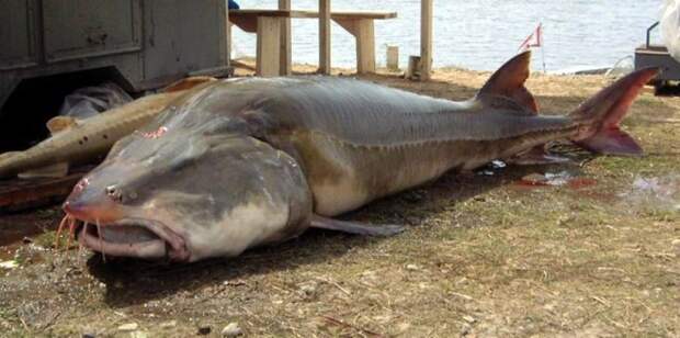 Белуга – самая большая пресноводная рыба в мире