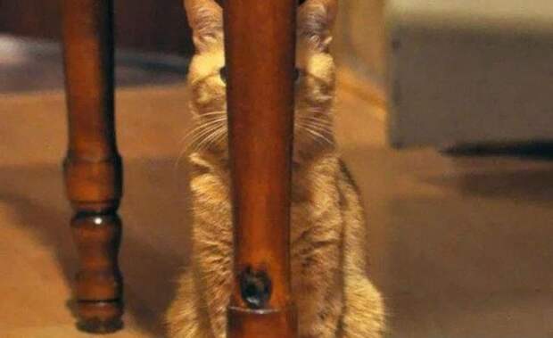 ninjacats08