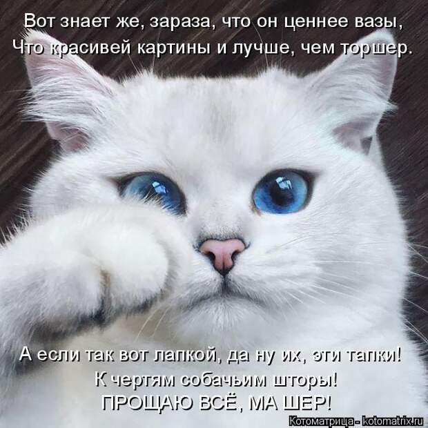Котоматрица: Вот знает же, зараза, что он ценнее вазы, Что красивей картины и лучше, чем торшер. А если так вот лапкой, да ну их, эти тапки! К чертям собачьим