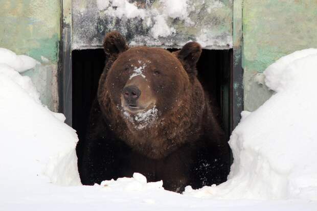Медведь Балу из зоопарка «Лимпопо» проснулся после зимней спячки