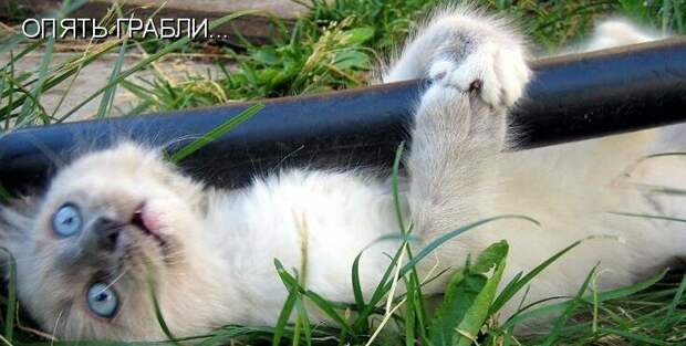 Картинки котяр с смешными надписями (34 фото) картинки, коты, юмор