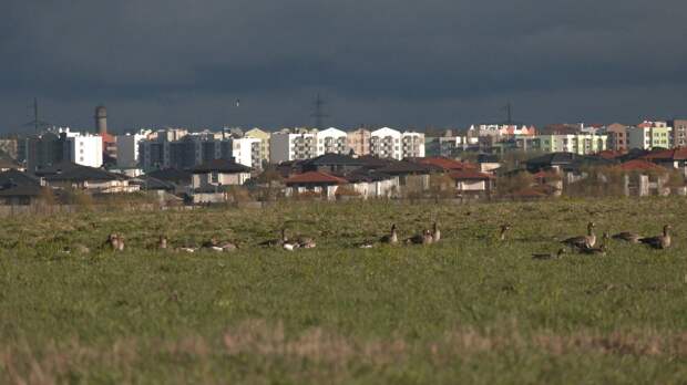 В поле под Петербургом заметили огромную стаю перелетных гусей