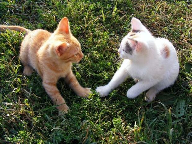 Белый и рыжий котята смотрят друг на друга
