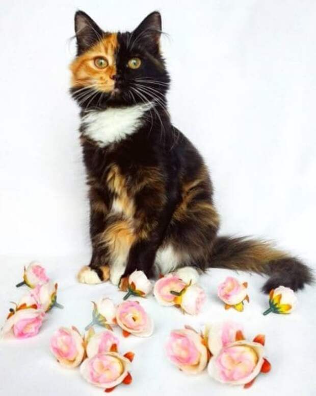 Кошка в розах Причуды природы, гены, кошка, мутации