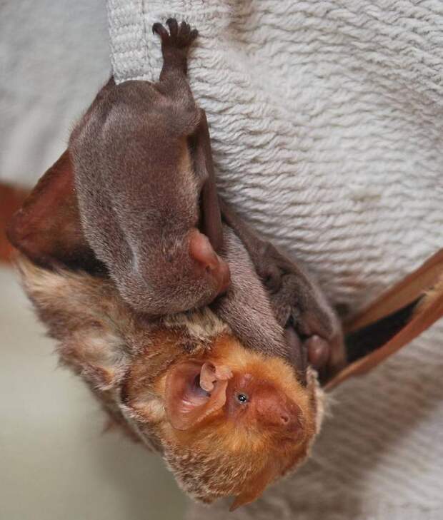 Eastern_Red_Bat_with_three_babies.