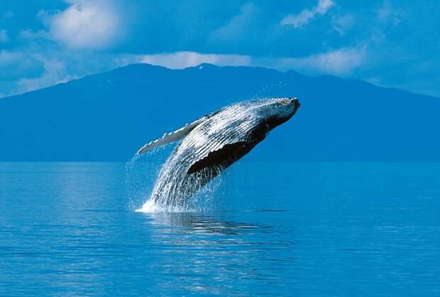 4. О чем поют горбатые киты?  космос, природа, странности, тайны