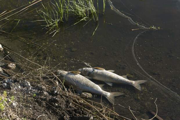 Жители пригорода Краснодара бьют тревогу. Местный маслозавод отравляет реку Понура