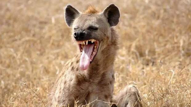 Интересные факты о гиенах