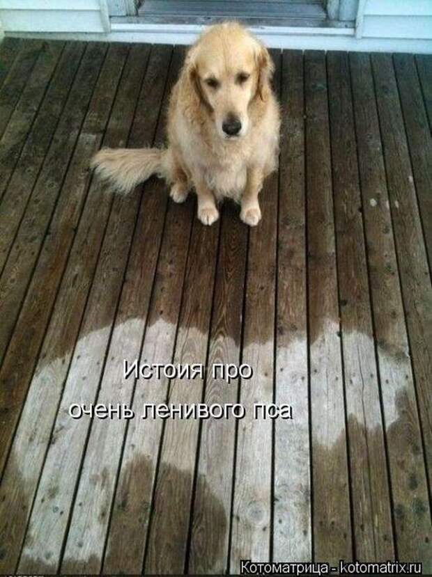 Котоматрицы(картинки с надписями)