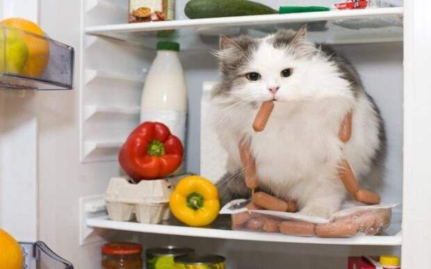 Коты-воришки (26 фото)