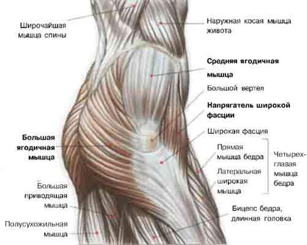 Строение ягодиц