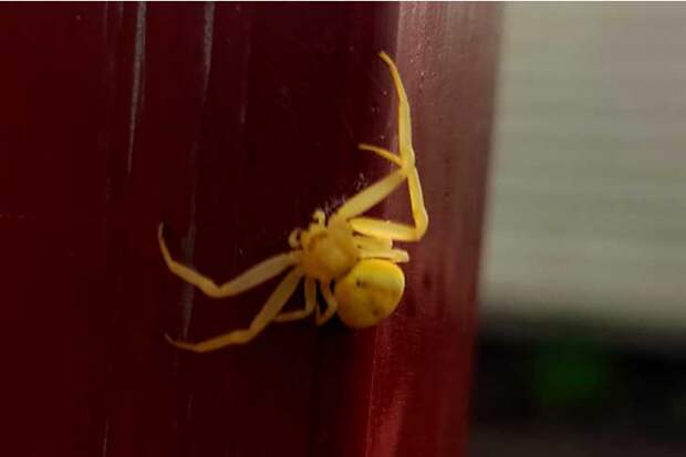 Ядовитого паука-альбиноса обнаружила жительница Новосибирской области