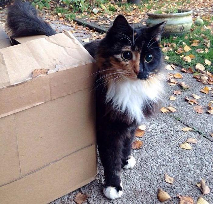 Слепая кошка с очень красивыми глазами, перед которыми не устоять! Слепая кошка с очень красивыми глазами, перед которыми не устоять!