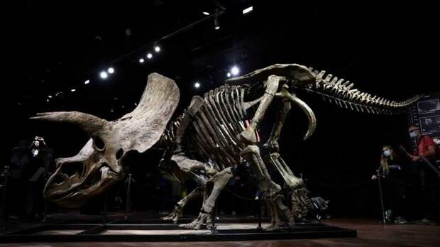 Во Франции на аукционе продали скелет древнего динозавра почти за 7 млн евро