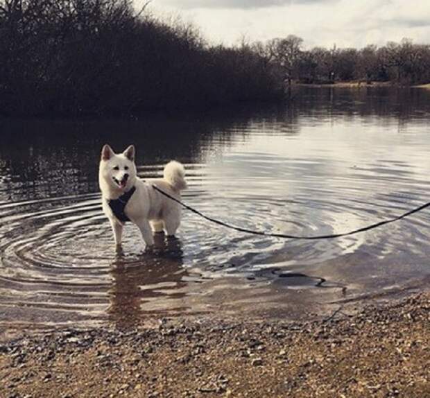 Пес на поводке Пес в воде