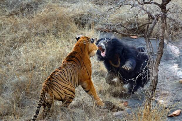 Мама, медведица, защищающая своих медвежат, против двух тигров, детеныши, Рантхамбор