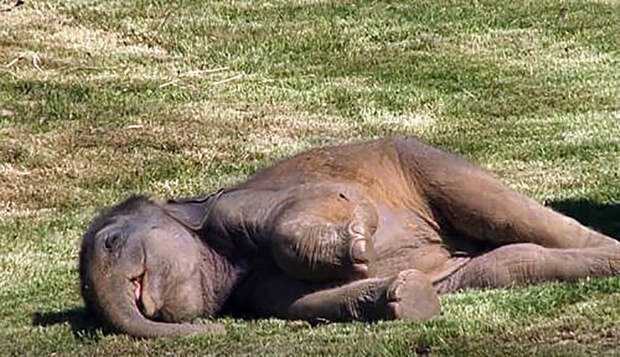 Мать-слониха пытается отчаянно разбудить своего детеныша, тогда люди решают помочь ей!