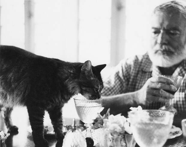 Эрнест Хемингуэй за столом с кошкой Кристобаль в Финка Вихия.