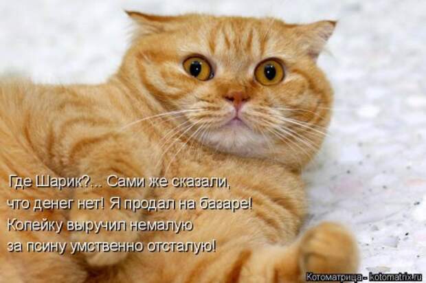 Свежая котоматрица для настроения (35 фото)