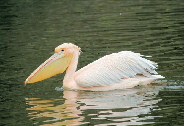 На озере Маныч-Гудило заметили краснокнижных пеликанов