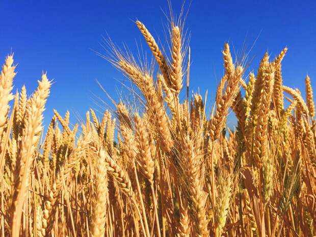 Россия снижает экспортные пошлины на пшеницу и другие зерновые культуры