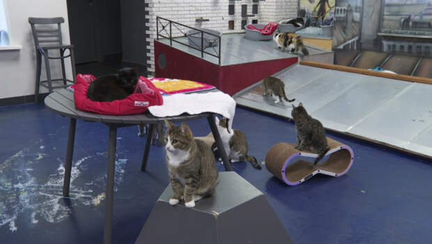 Кошки в подвалах: как можно спасти бездомных животных?