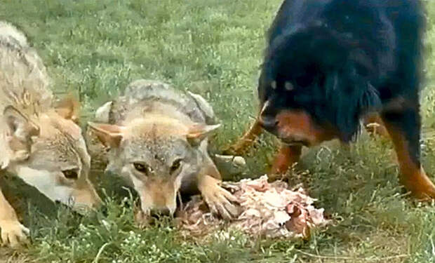 Стая окружила старого волка, но на помощь внезапно пришел мастиф и стал защищать, чтобы волк поел: видео