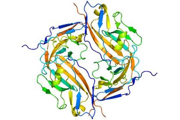 Белок системы свой-чужой CD47