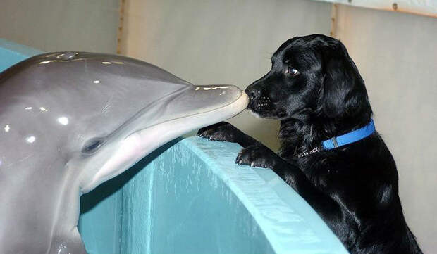 Самые удивительные факты о дельфинах