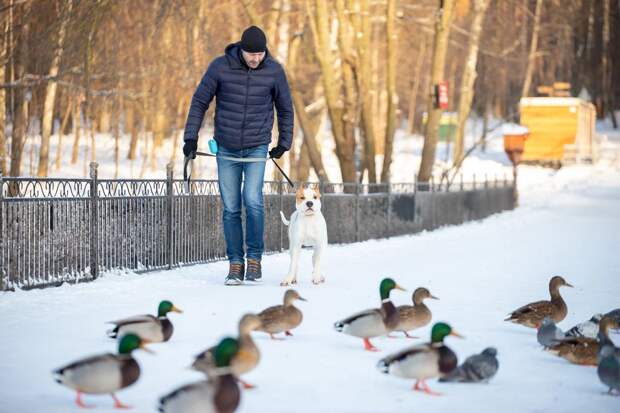 Кинолог назвал опасные команды при дрессировке собак