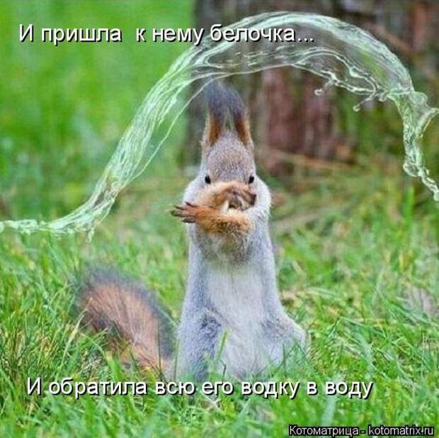 Забавные котоматрицы