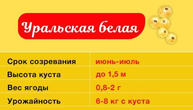 Смородина Уральская белая