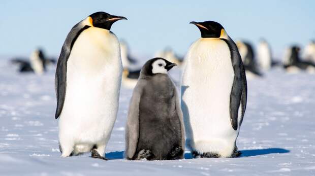В какие "шубы" одеваются императорские пингвины