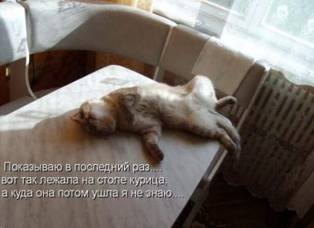 Котоматрицы: Мысли вслух