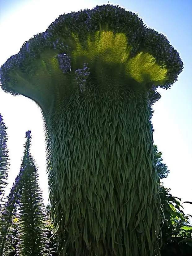 3 уникальных растения. Тенерифе кактусы. Суккуленты Тенерифе. Кактус драконовое дерево. Суккулент волосатик.