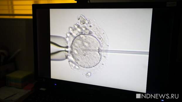 Очередь пойдет быстрее. На Урале выделили больше квот на ЭКО